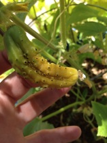 Yellowing of a dying cucumber | Pickles Of Wisdom