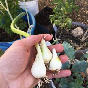 how-to-use-the-same-green-onions-over-and-over-and-over