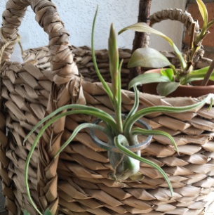 pickles-of-wisdom-how-to-care-for-air-plant-woven-basket-tillandsia-tilly1